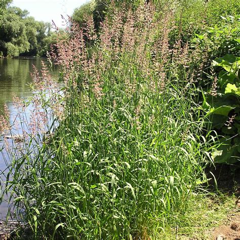 Reed Canarygrass Phalaris Arundinacea Weedwise Program