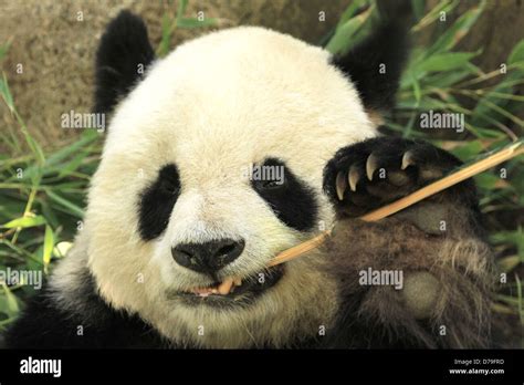 Retrato De Oso Panda Gigante Ailuropoda Melanoleuca Comiendo Bambú