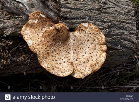 Polyporus Squamosus Edible Mushroom Growing Stock Photos And Polyporus