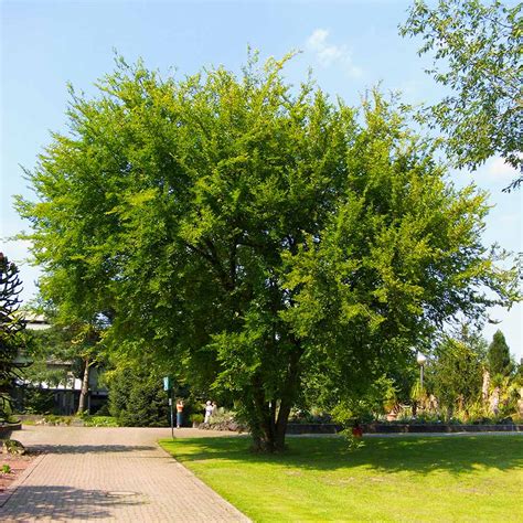 Lacebark Elm Trees For Sale