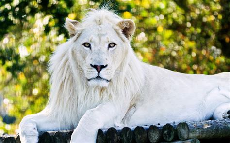 Beautiful White Lion Wallpaper