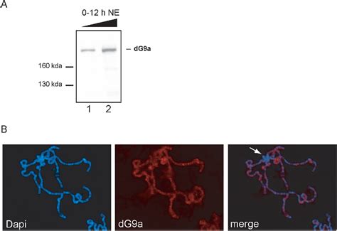 Figure 2 From The Drosophila G9a Gene Encodes A Multi Catalytic Histone Methyltransferase