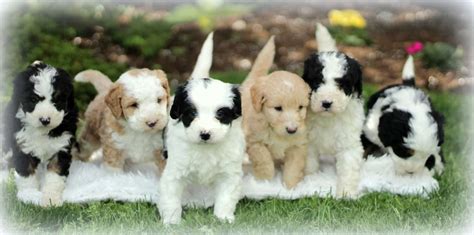 He is sweet, friendly and has a great personality. Mini Bernedoodle Puppies For Sale • Adopt Your Puppy Today ...