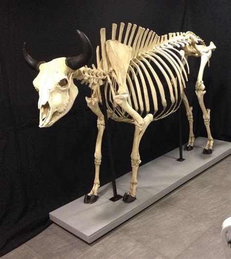 Antique Skeleton Of An Enormous American Bull Bison 270 Cm X 180 X 80