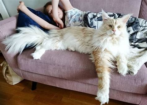 The Biggest Domestic Pet Cat You Are Ever Likely To See