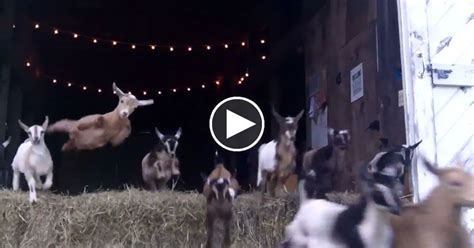 44 Running Baby Goats Now With 100 More Jumping Baby Goats Goats