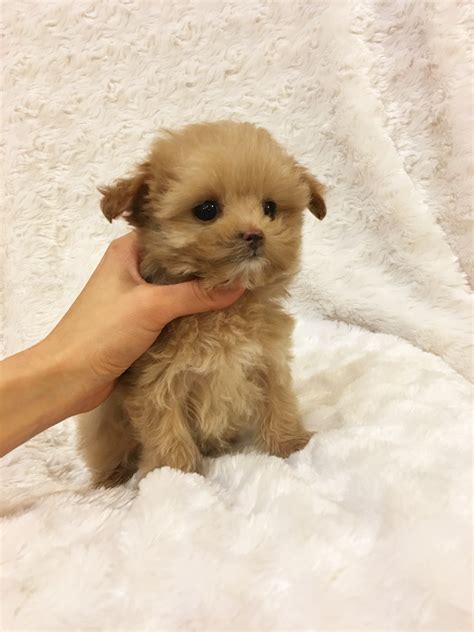Your #1 place for maltipoo puppies for sale and maltipoo dog breeders. Teacup maltipoo puppy for sale California | iHeartTeacups