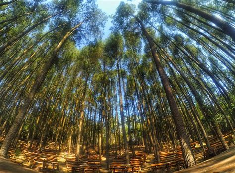 Gaya Terbaru 50 Gambar Pemandangan Hutan Pinus