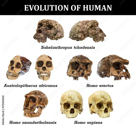 Evolution Of Human Skull Sahelanthropus Tchadensis Australopithecus Africanus Homo Erectus