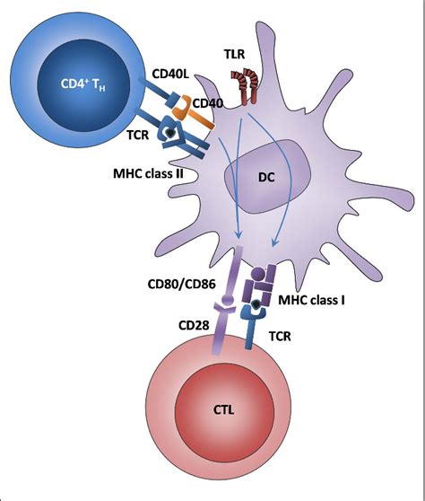 Figure 1 From Chemokines A New Dendritic Cell Signal For T Cell