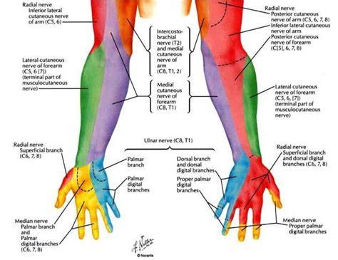 Dermatome Of Upper Limb Human Body Anatomy Radial Nerve Muscle And