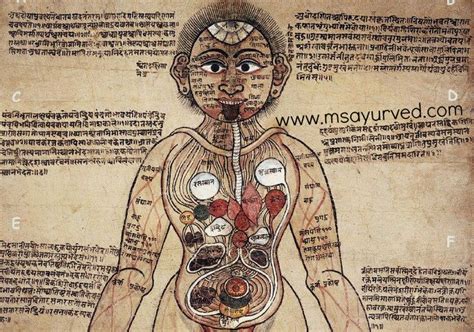 An Old Ayurveda Painting Depicts An Anatomical View Of The Male Human