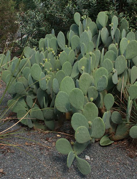 It grows in tropical regions of the mountains in its native habitat. Mixing Annuals, Perennials, and Succulents in Containers ...