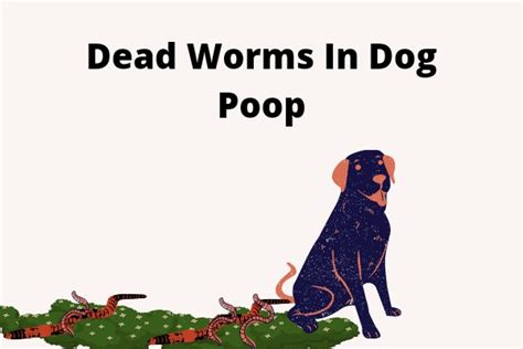 Dead Worms In Dog Poop 6 Simple Reasons