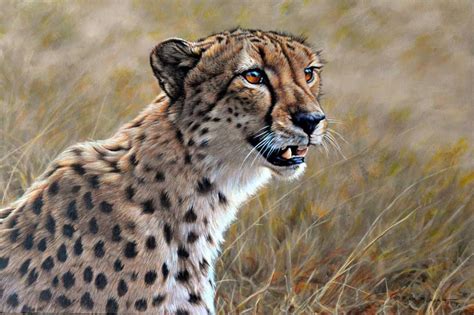 Cheetah Study Original Painting By Alan M Hunt Wildlife Artist