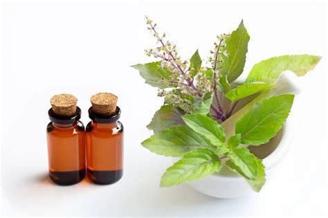 Holy Basil Uses Dosage Side Effects Lgbtq And All