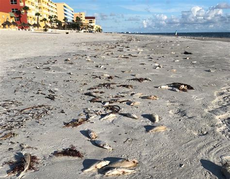 Pinellas Cleaning Up Beaches As Red Tide Arrives Wjct News
