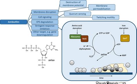 Frontiers Mechanisms Of Action For Antimicrobial Peptides With