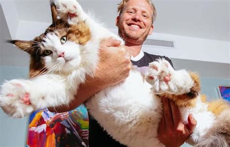 Instagram Samson El Gato Más Grande Del Mundo Que Conquistó Las Redes