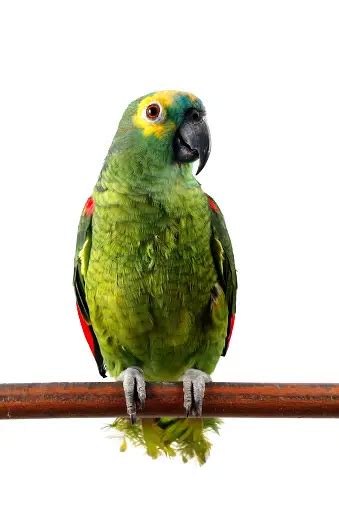 30k Green Parrot Pictures Download Free Images On Unsplash