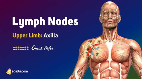 Upper Limb Axilla Axillary Anatomy Of The Armpit Muscles