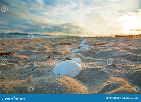 Bright Golden Sunset On The Beach The Waves On The Sand Shells Stock