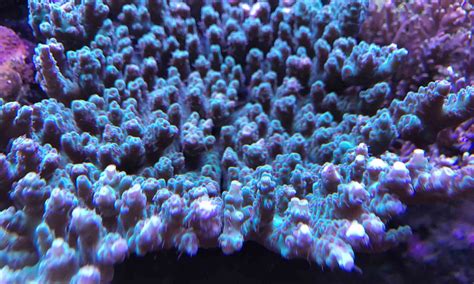 Kontakt Petite Coral
