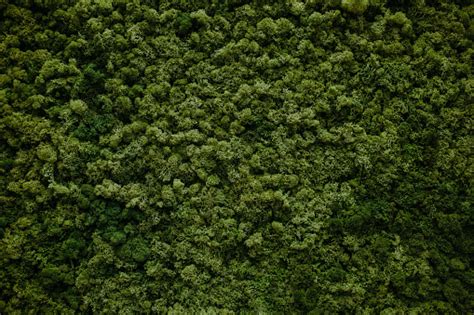Wall Of Natural Moss Stock Photo Download Image Now Istock