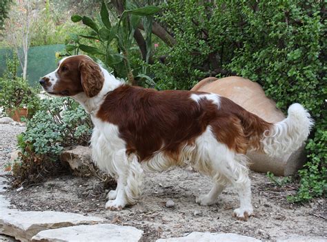 Spaniel dogs spaniel dog training and maintenance. Welsh Springer Spaniel - Wikipedia
