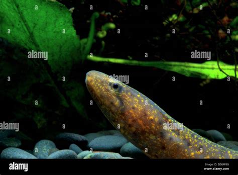 Asian Swamp Eel Monopterus Javanensis Swamp Eel Stock Photo Alamy
