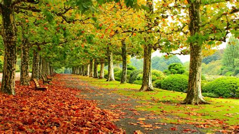 Autumn Park Wallpapers High Quality | Download Free