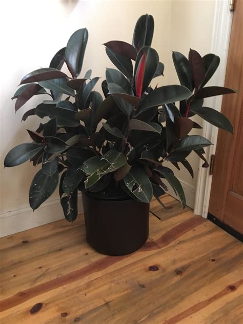 Got This Very Large Rubber Plant For Free It Is A Little Out Of