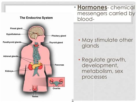 Ppt The Endocrine System Powerpoint Presentation Free Download Id2045669
