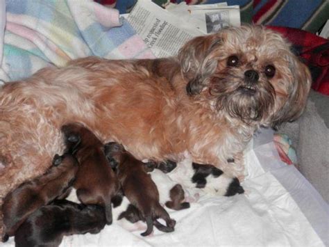 Ready now or taking deposits to hold for next litter. CUTE SHIH-TZU PUPPIES *****NEWBORN**** for Sale in Grundy Center, Iowa Classified ...