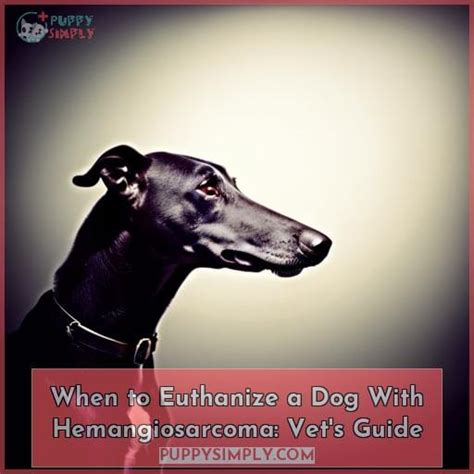 When To Euthanize A Dog With Hemangiosarcoma Vets Guide