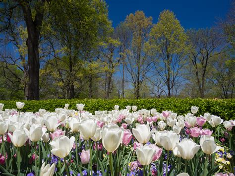 wallpaper trees landscape flowers grass sky park tulips field blossom spring olympus