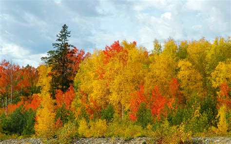 Golden Autumn Pine Trees Sky Forest Birch Wallpaper