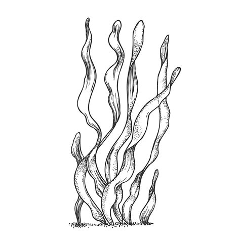 Underwater Organism Algae Seaweed Doodle Vector Underwater Organism