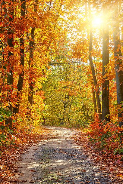 Autumn Pathway Stock Photos Pictures And Royalty Free Images Istock