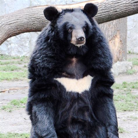 Most Bear Attacks In A Decade In Mountainous Northern Japan