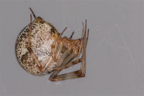 Parasteatoda Tepidariorum ♀ Common House Spider Common House Spiders