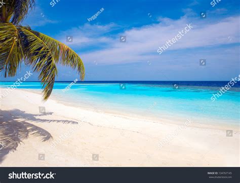 Tropical Beach Stock Photo 134767145 Shutterstock