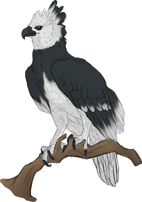 Harpy Eagle By Mute Owl On Deviantart