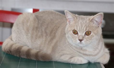 British Shorthair Lilac Tabbyadolescente Chatterie