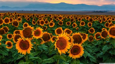 Sunflower Background 4k