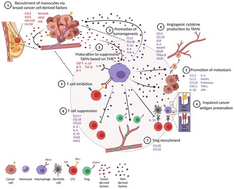 Frontiers Macrophage Biology And Mechanisms Of Immune Suppression In