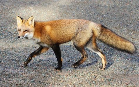 Eastern American Red Fox Subspecies Vulpes Vulpes Fulvus From Caribou
