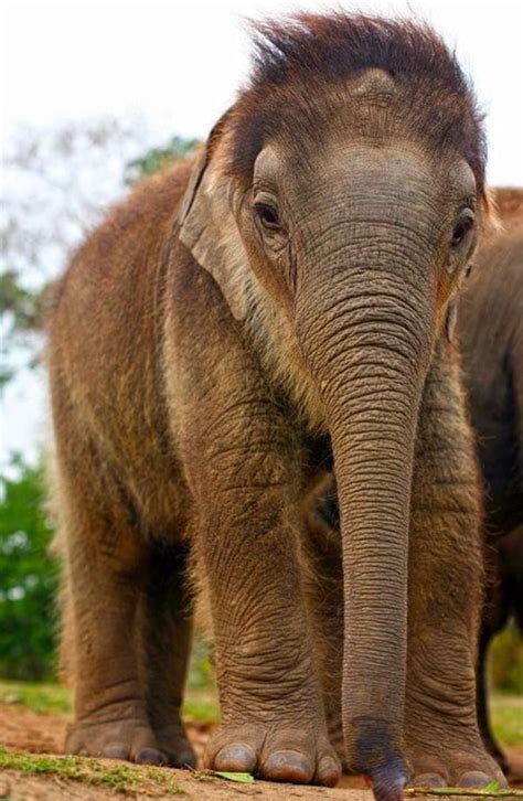 35 Beautiful Pictures Of Baby Elephant