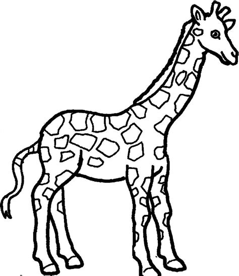 Giraffe Outline Printable Clipart Best