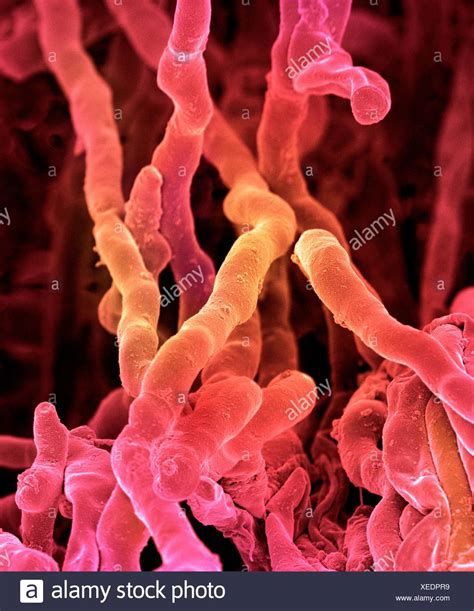 Streptomyces Coelicoflavus Bacteria High Resolution Stock Photography
